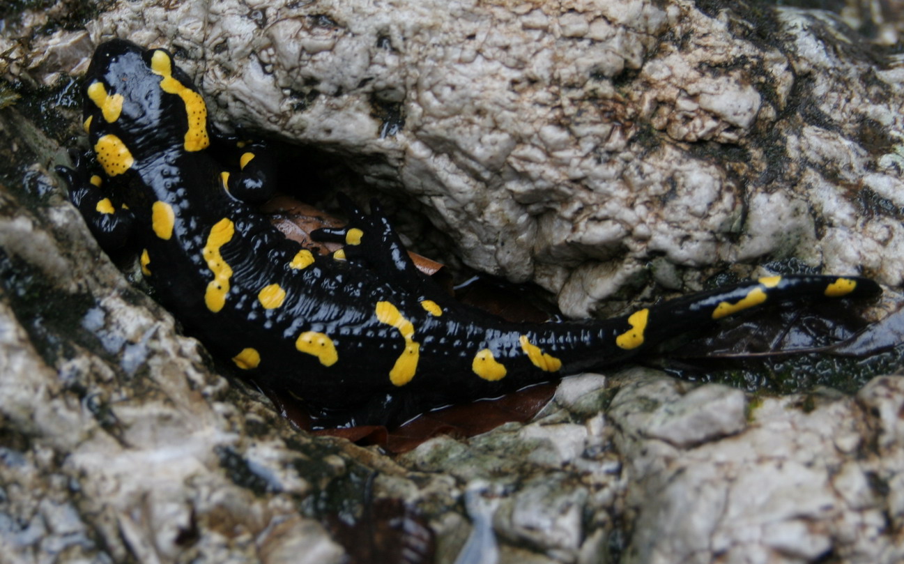 Salamandra salamandra